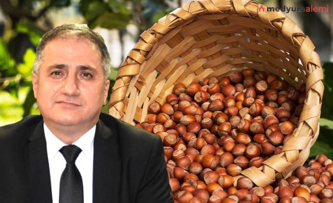 TMO, Kdz. Ereğli'de Fındık Almaya Başlıyor!...