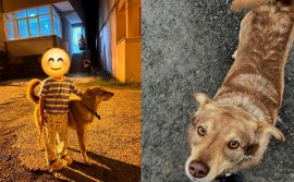Kandillide Leo adlı köpeği vurarak öldüren zanlı, serbest bırakılınca ortalık karıştı...